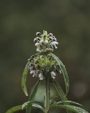 A Plant Head Focused Foto stock