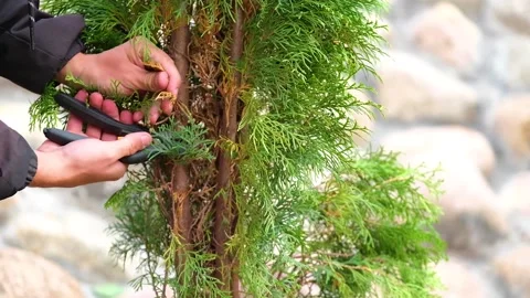 Plant healing Stock Footage 147499590