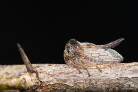 Plant-hopper Stock Photos