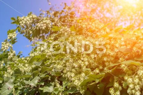 Plant hops. Agricultural plant, the main component in the production of beer Stock Photos