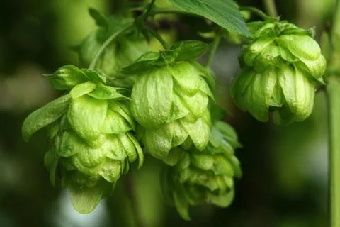 Plant hops Stock Photos