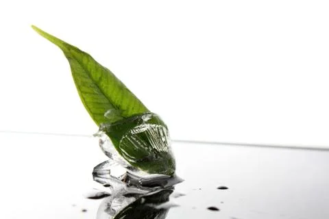 Plant in ice cube Stock Photos