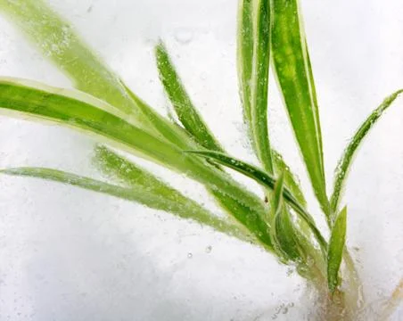 Plant in ice cube Stock Photos