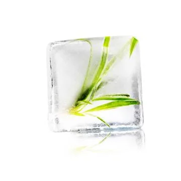Plant in ice cube Stock Photos