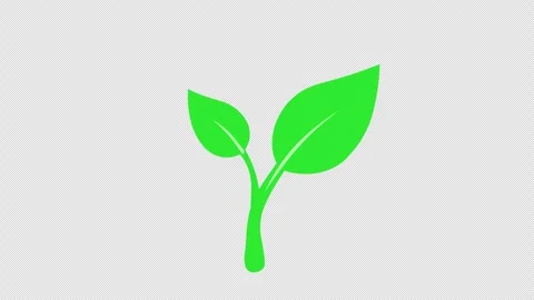 Plant icon on transparent background. Stock Footage 296603414
