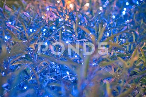 The plant is illuminated with decorative lights. Soft focus. Background. Stock Photos