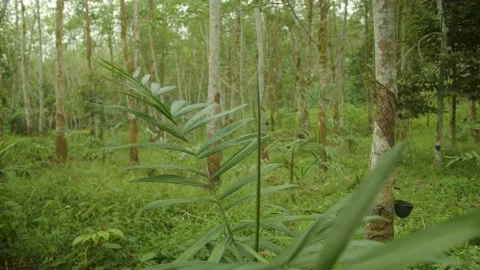 Plant in Indonesia Stock Footage 214360080