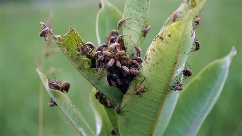 Plant infested with crawling bugs. Video stock 123446261