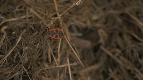 Plant Infested With Crawling Bugs in a garden Video stock 211805693