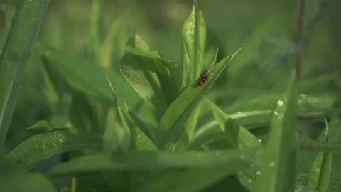 Plant Infested With Crawling Bugs in a garden Video stock 211806310