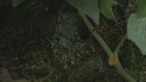 Plant Infested With Crawling Bugs in a garden Stock Footage 211806500