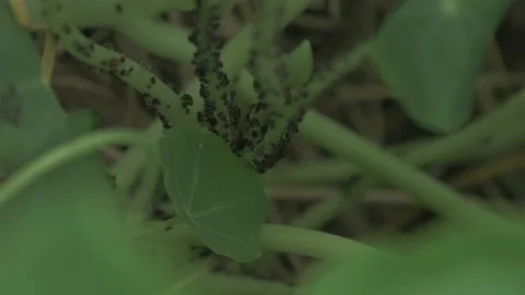 Plant Infested With Crawling Bugs in a garden Video stock 211806519