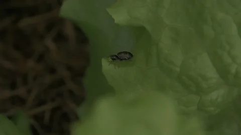 Plant Infested With Crawling Bugs in a garden Video stock 211806532