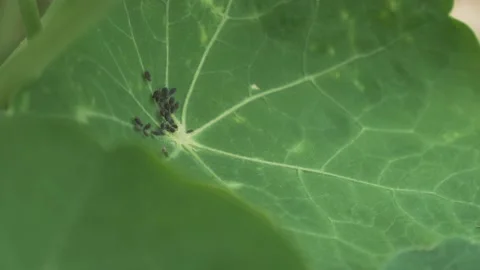 Plant Infested With Crawling Bugs in a garden Video stock 211807182
