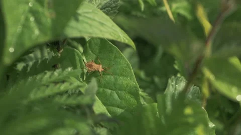 Plant Infested With Crawling Bugs in a garden Stock Footage 211807595