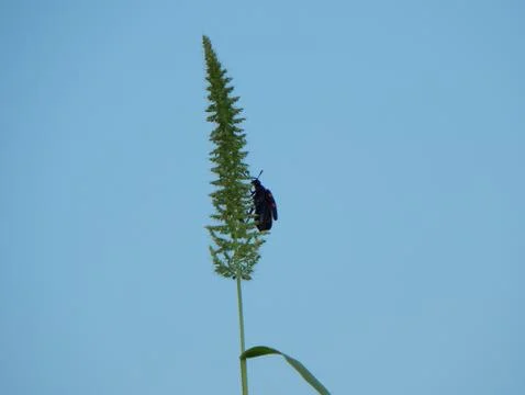 Plant with insect Stock Photos