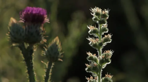 Plant, insect, thistle flower Stock Footage 34654005
