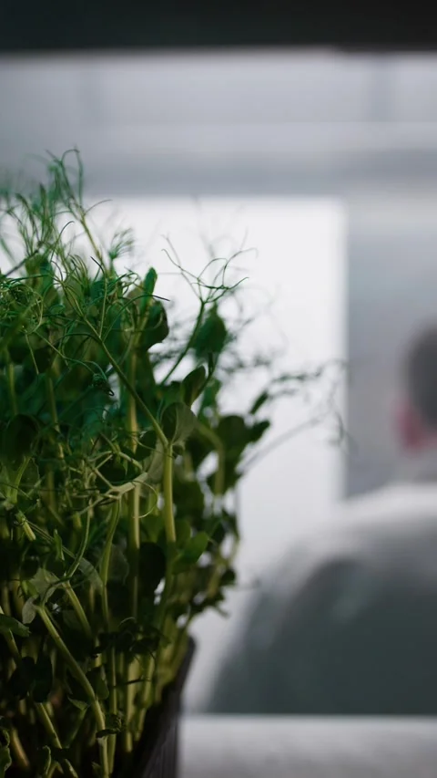 Plant Inside A Kitchen With Chef Working In The Background Stock Footage 270368540