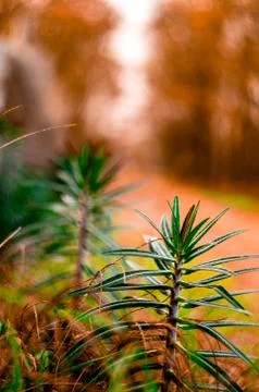 Plant inside of the road Stock Photos