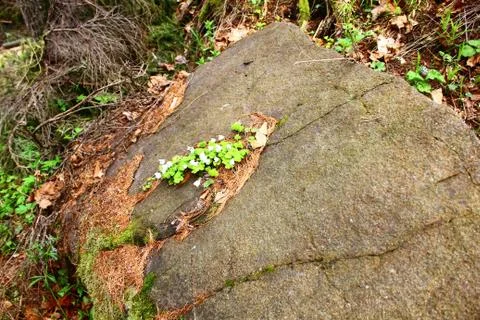 The plant inside the stone Stock Photos