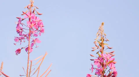 Plant «Ivan tea blossoms Vidéo 36243308