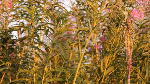 Plant «Ivan tea blossoms Stock Footage 36243405