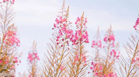 Plant «Ivan tea blossoms Видео 36243612