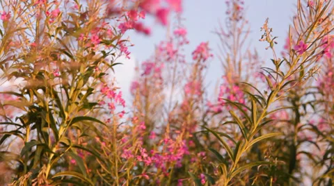 Plant «Ivan tea blossoms Stock Footage 36244006