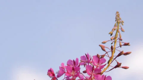Plant «Ivan tea blossoms Stockbeeldmateriaal 36244095