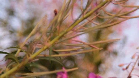 Plant «Ivan tea blossoms Stock Footage 36244238