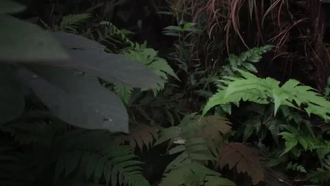 Plant in the Jungle Stock Footage 311902623