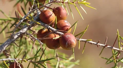 Plant of Juniper in Summer Moved by the wind. Stock Footage 68291633
