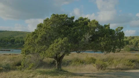 A plant, Juniper, waved by the wind Stock Footage 228854774