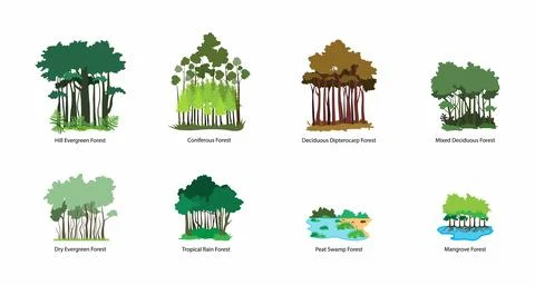 Plant kingdom, Characteristics of different types of forests Stock Illustration