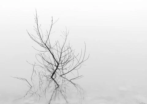 Plant in lake with reflection Stock Photos