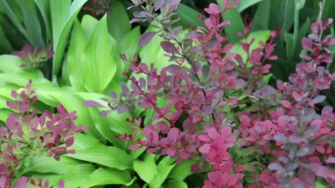 Plant landscape Stockbeeldmateriaal 158848686