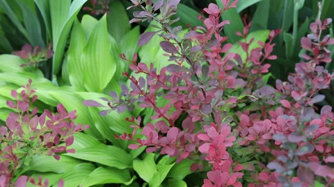 Plant landscape Видео 158849125