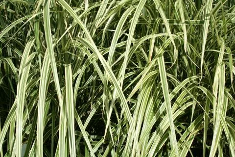 Plant leaf background Stock Photos