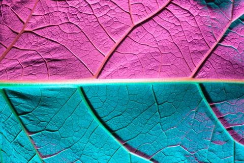 Plant leaf close-up with blue backlight. Use as texture or background Stock Photos