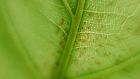 Plant leaf, close-up. Cell structure texture and pattern Video stock 160758079