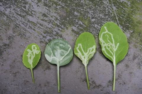 Plant leaf damage caused by leaf miners Stock Photos