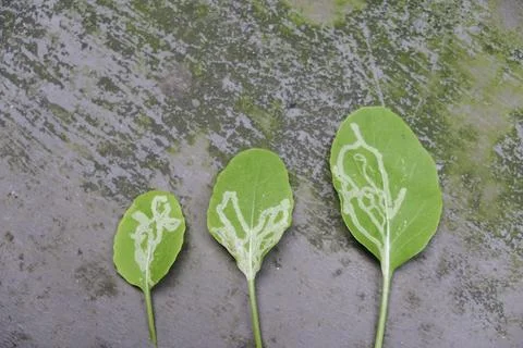 Plant leaf damage caused by leaf miners Stock Photos