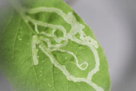 Plant leaf damage caused by leaf miners Foto stock