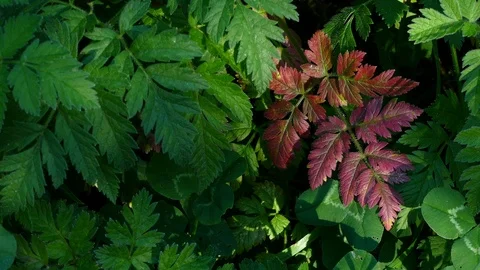 Plant leaf of different color. Stock Footage 87135746