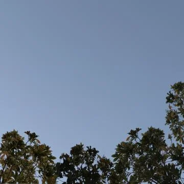 Plant leaf at the down corner with clear sky background Stock Illustration