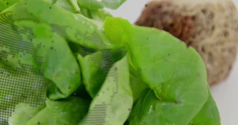 Plant leaf filling frame during camera zooming, dot-map overlay drifting, Stock Footage 331045837