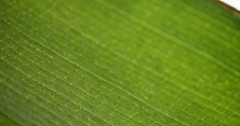 Plant leaf flower extreme microscope close-up 스톡 동영상 293796004