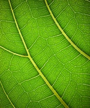 Plant leaf in macro. Green texture and pattern on a leaf of a plant. Green na Foto stock
