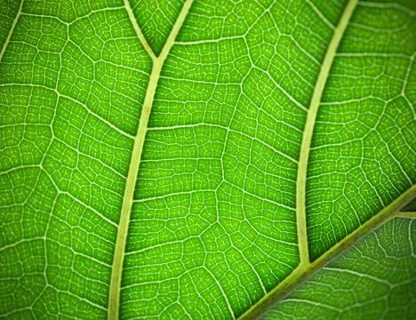 Plant leaf in macro. Green texture and pattern on a leaf of a plant. Green na Stock Photos