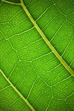 Plant leaf in macro. Green texture and pattern on a leaf of a plant. Green na 스톡 사진